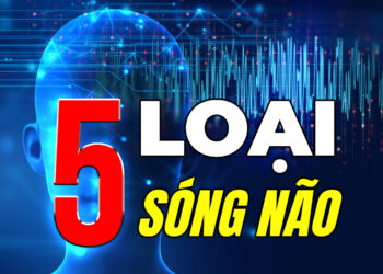 Năm loại sóng não và sự phát triển “tâm trí” của con người 